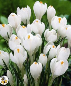 Crocus Snow White