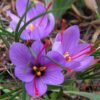Crocus sativus