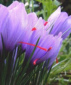 Alternative view of CROCUS SATIVUS or Saffron Crocus
