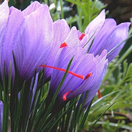 CROCUS SATIVUS or Saffron Crocus - Image 2