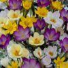Crocus species