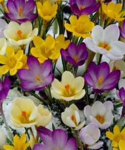 Crocus species