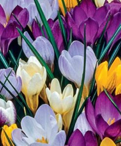 Species Crocus