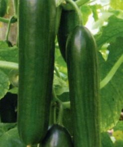 Alternative view of Cucumber Marketmore – Fresh, Sweet, and High Yielding