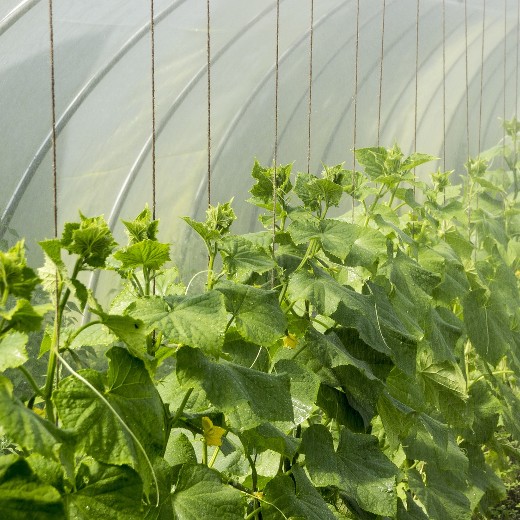Cucumber Marketmore – Fresh, Sweet, and High Yielding - Image 4