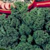 Curly Kale