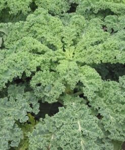 Kale