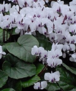 Cyclamen coum Album