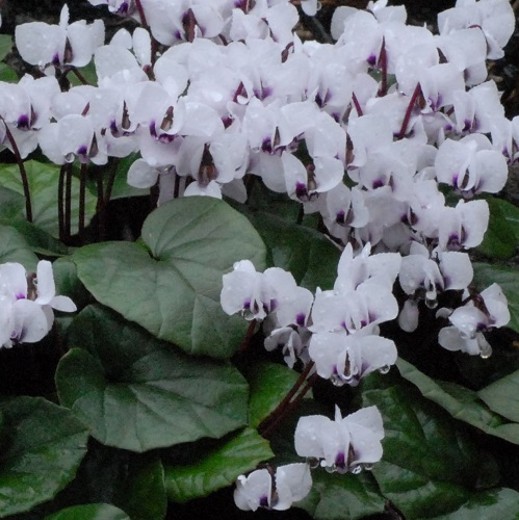 Cyclamen coum Album