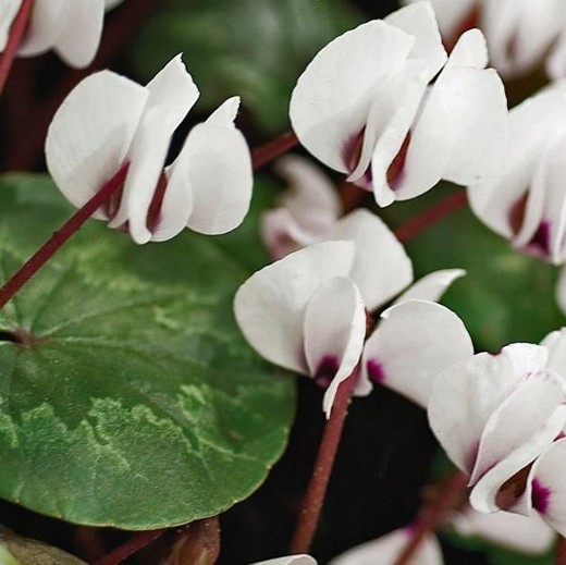Cyclamen