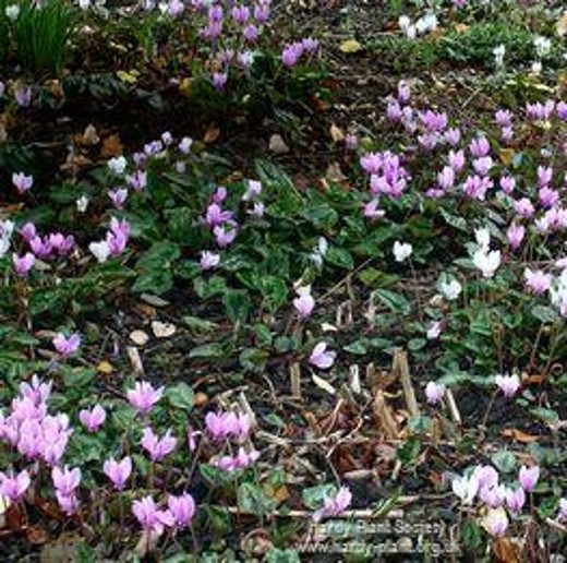 CYCLAMEN hederifolium. Hardy outdoor cyclamen, sometimes called Ivy Leaf Cyclamen. - Image 4