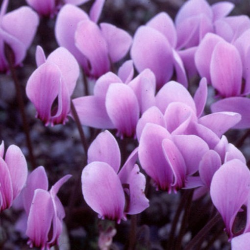 CYCLAMEN hederifolium. Hardy outdoor cyclamen, sometimes called Ivy Leaf Cyclamen. - Image 3