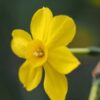 Daffodil Baby Moon
