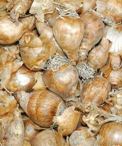 daffodil bulbs