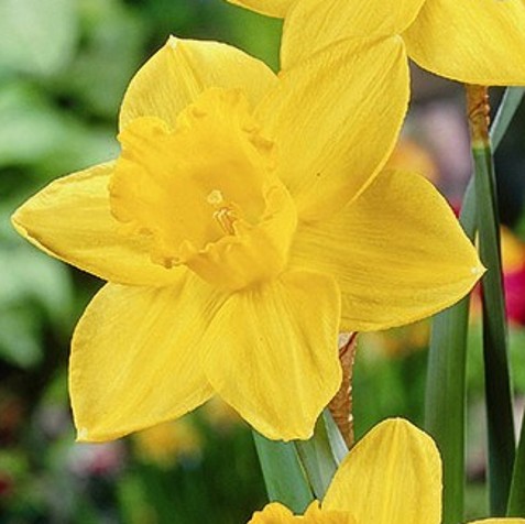 Daffodil California  – Golden Yellow Spring Flowering Narcissus - Image 3