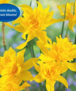 Daffodil Campernelle