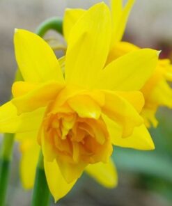 Daffodil Double Tete-a-Tete