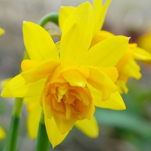Daffodil Double Tete-a-Tete