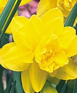 Daffodil Golden Ducat