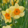 Daffodil Kedron