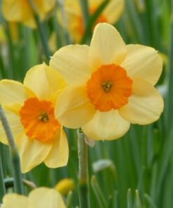 Daffodil Kedron