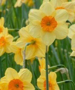 Kedron Daffodil