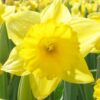 Daffodil King Alfred