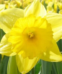 Daffodil King Alfred