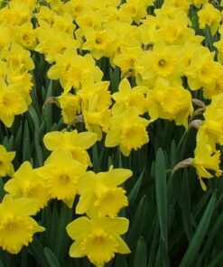 king alfred daffodil