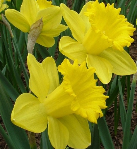 Daffodil King Alfred. Best known of all daffodils. - Image 5