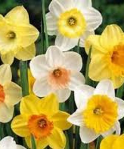 Alternative view of Daffodil Bulbs. Special Mix.