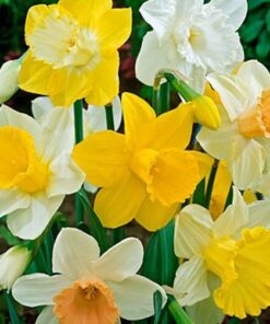 Mixed Daffodils