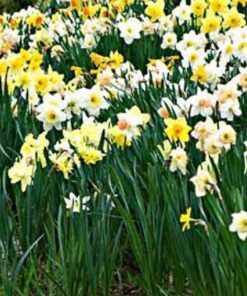 mixed daffodil bulbs
