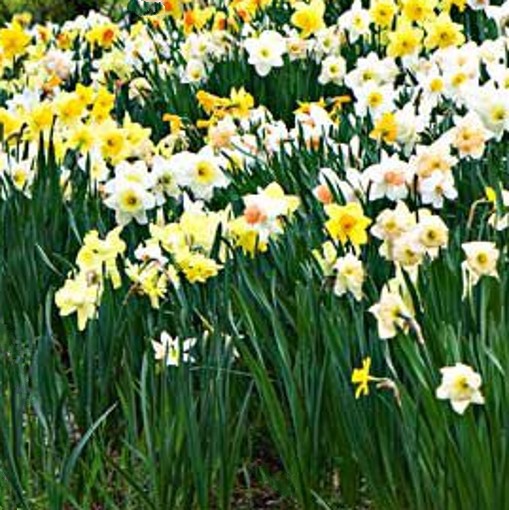 mixed daffodil bulbs