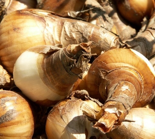 Daffodil Bulbs. Special Mix. - Image 4