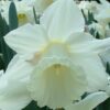 Mount Hood Daffodil