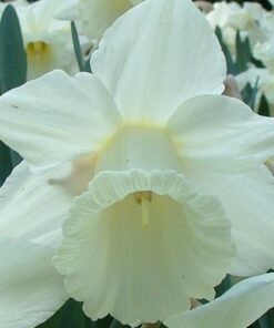 Mount Hood Daffodil