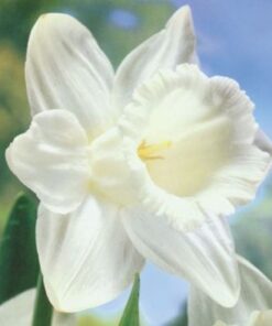 daffodil mount hood