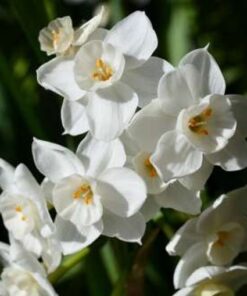 daffodil paperwhite