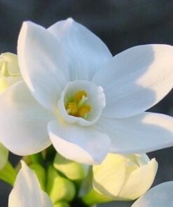 Narcissus Paperwhite