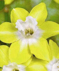 Pipit Daffodil