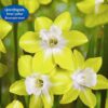Daffodil Pipit