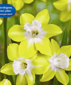 Daffodil Pipit