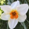 daffodil sempte avanti
