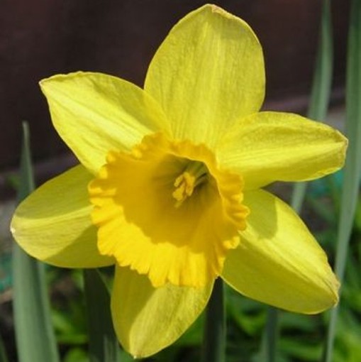 Daffodil TAMARA x 10. Ideal for large spring flowering planting schemes.