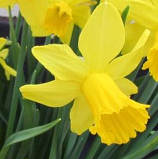 Daffodil TAMARA x 10. Ideal for large spring flowering planting schemes. - Image 2