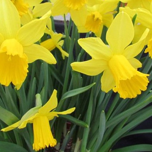 Daffodil TAMARA x 10. Ideal for large spring flowering planting schemes. - Image 3