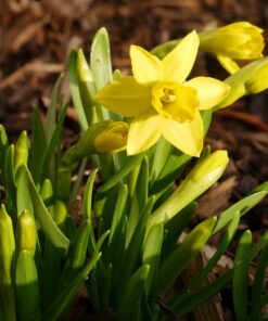 Narcissus Tete a Tete