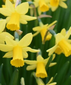 Daffodil Tete a Tete