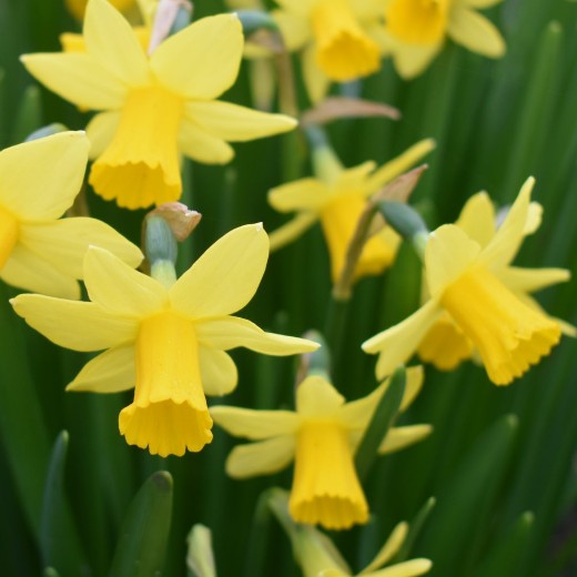 Daffodil Tete a Tete
